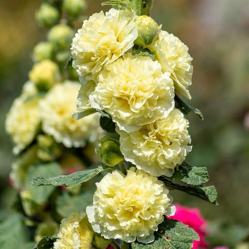 Yellow Double Petal Hollyhock Flower Seeds