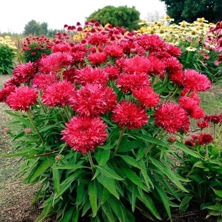 Pink Echinacea Chrysanthemum Flower Seeds