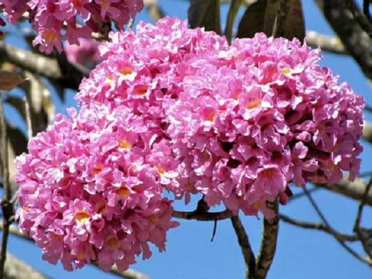 Pink Jacaranda Flower Seeds