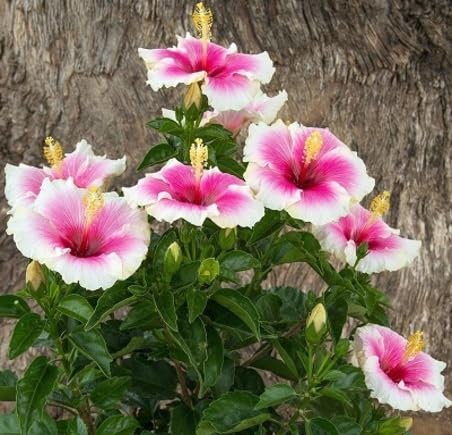 Pink PC White Hibiscus Flower Seeds