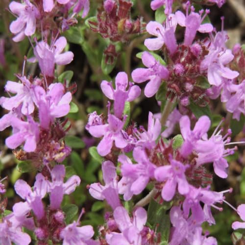 Serpyllum Flower Seeds