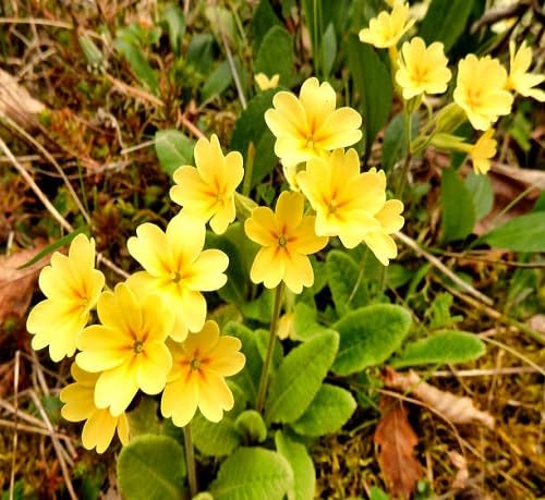 Yellow Primula Flower Seeds