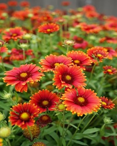 Orange Chamomile Flower Seeds