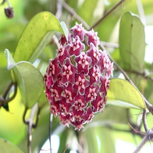 Red Hoya Flower Seeds