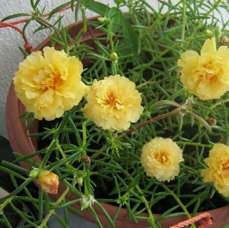 Yellow Portulaca grandiflora Flower Seeds