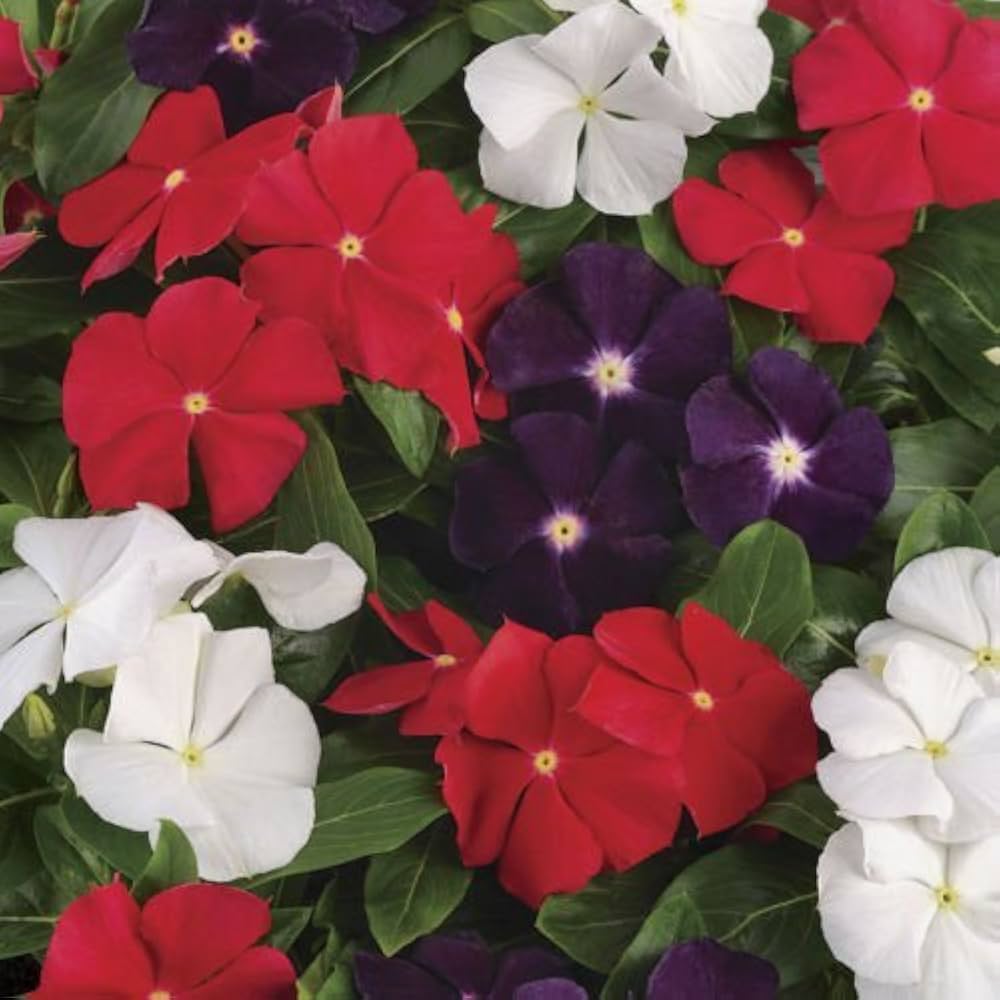 Dwarf Little Periwinkle Mixed Color Flower Flower Seeds
