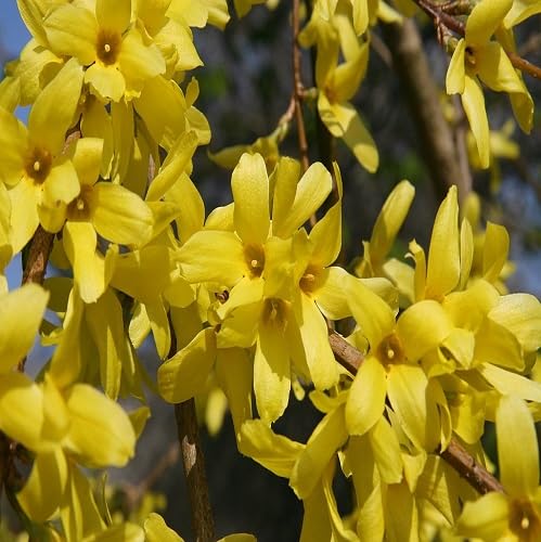 Yellowsythia Flower Seeds