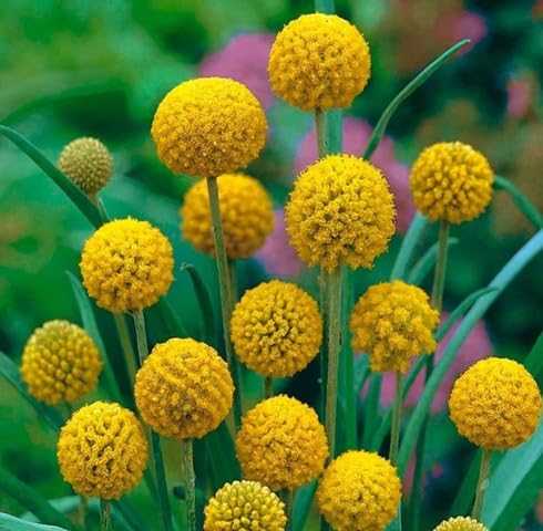 Yellow Craspedia globosa Flower Seeds