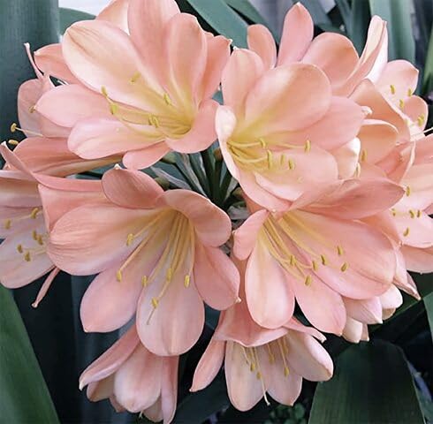 Pink Clivia Flower Seeds
