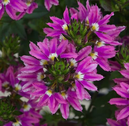 Pink Scaevola Surdiva Flower Seeds