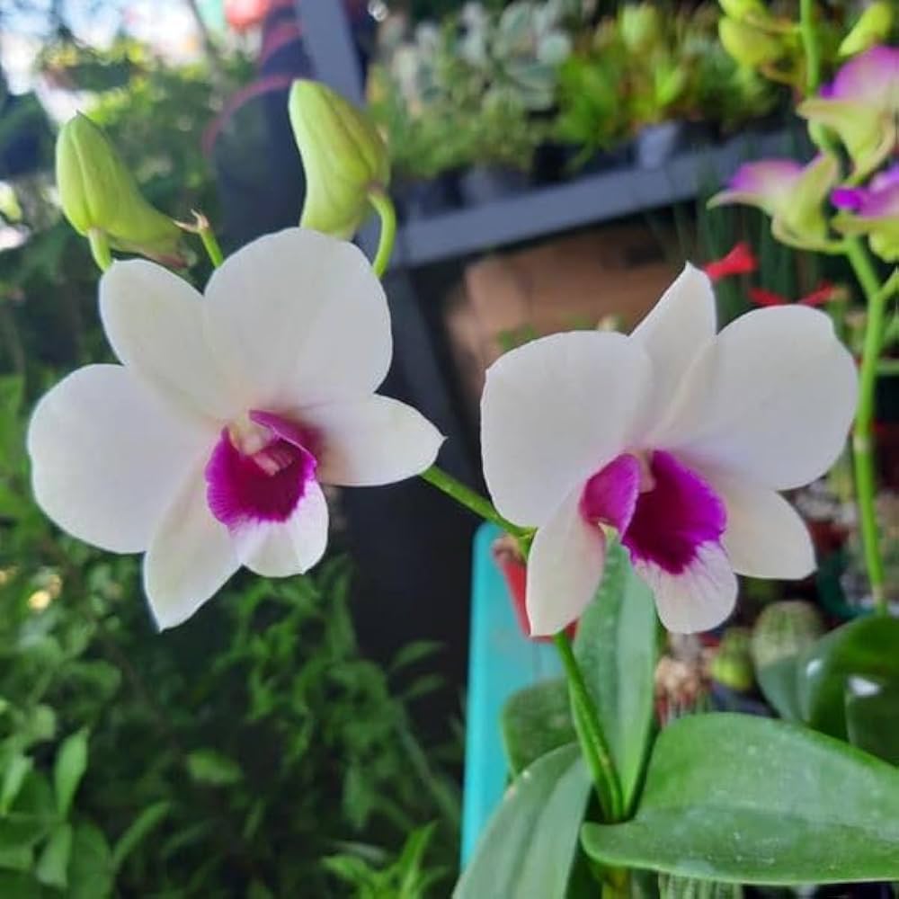 Dendrobium Flower