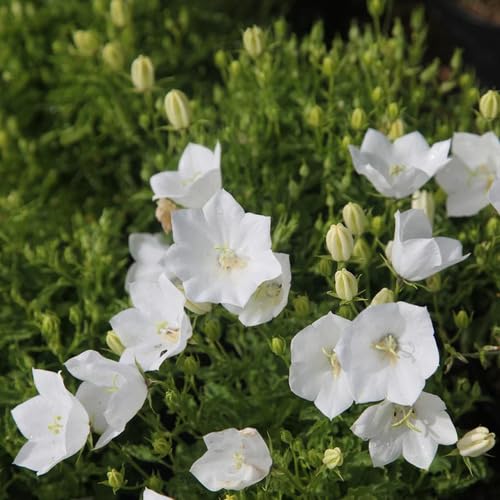 Candytuft Flower Seeds Premium Floral for Decorative Home Landscaping - Heirloom Non GMO High Germination Organic Garden