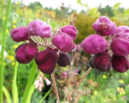 Purple Calceolaria Flower Seeds