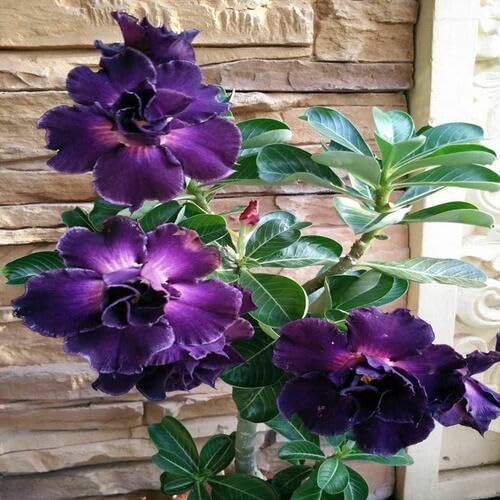 Violet Dark Adenium Obesum Flower Seeds