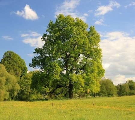 Oak vegetable seeds for Home Gardening, Easy Grow Culinary Garden Selection Premium for kitchen garden planting