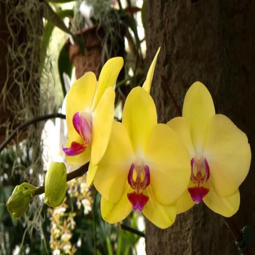 Yellow Orchid Flower Seeds