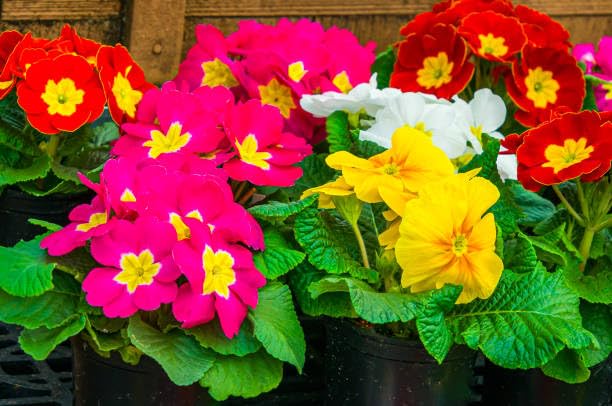 primrose flowers seeds mixed