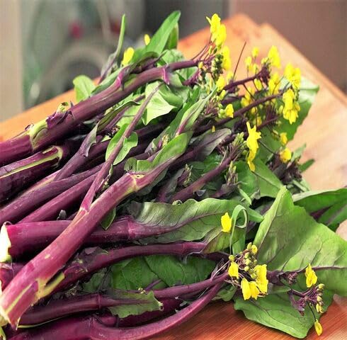 Purple Kosaitai vegetable seeds - Heirloom, Organic, Non Gmo Garden Seeds for kitchen garden planting