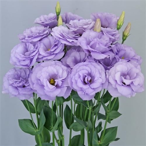 Purple Lisianthus Flower Seeds