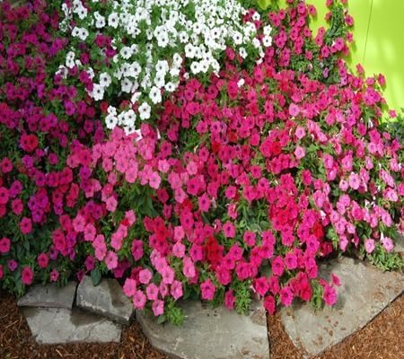petunia flower seeds flower