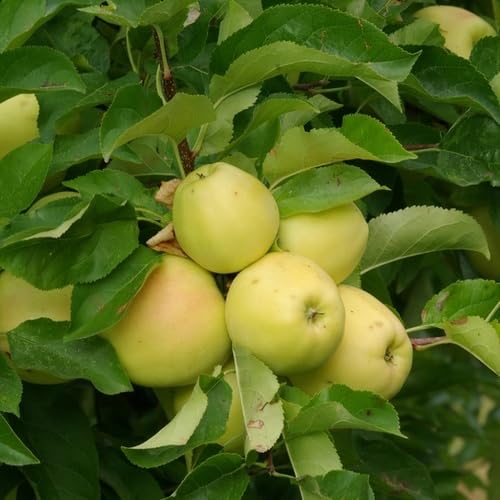 Green Apple Fruit Seeds Premium Home Collection for Backyard Growing Premium