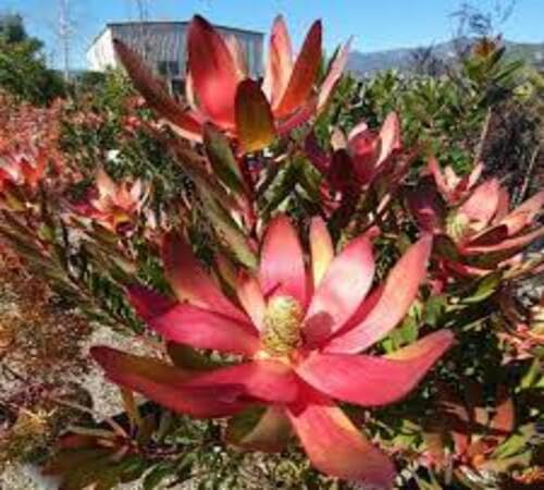 Red Leucadendron Flower Seeds