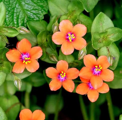 Orange anagallis monelli Flower Seeds