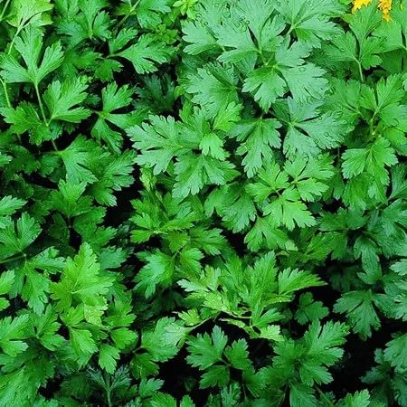 Parsley Plant Seeds Green herb seeds - healthy herbs, kitchen garden garden seeds