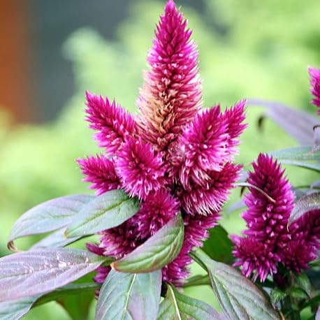 Celosia Flower Seeds