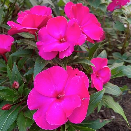Pink Impatiens Flower Seeds