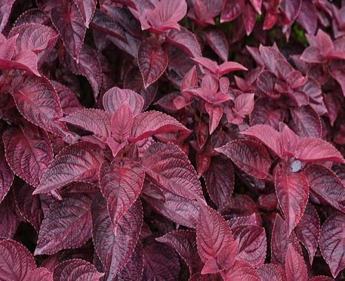 Perilla Red Leaf Shiso herb Plant Seeds herb seeds - kitchen garden, terrace planting garden seeds
