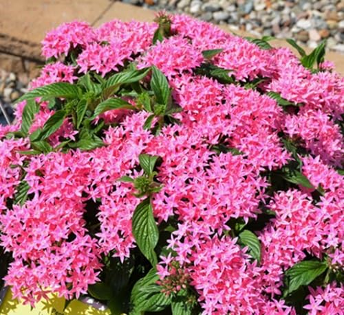 Pink Pentas Lanceolata Flower Seeds