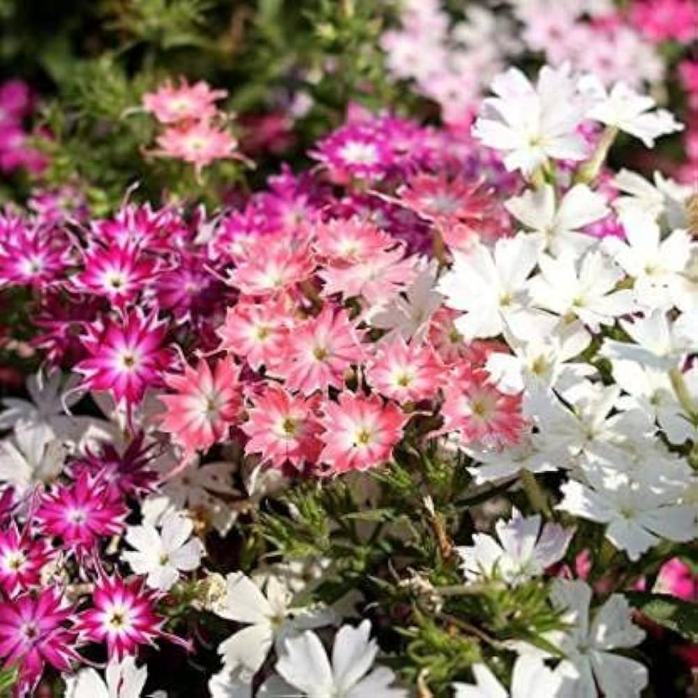 phlox twinkle star paniculata flower bed Fruit