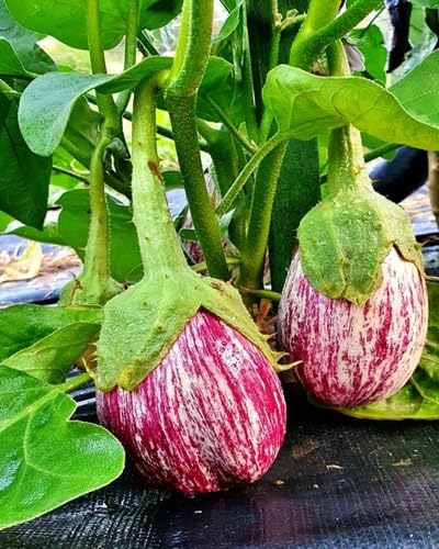 Matrosik vegetable seeds - Heirloom, Organic, Non Gmo Garden Seeds for kitchen garden planting
