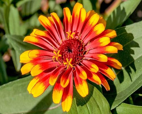 Red Yellow Zinnia Flower Seeds