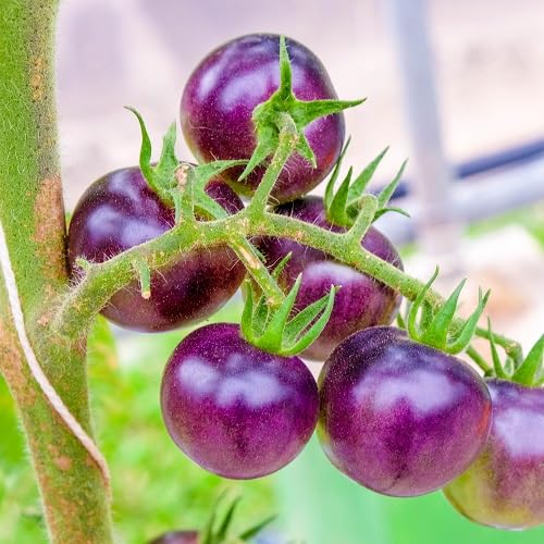 Purple Tamato vegetable seeds - Heirloom, Organic, Non Gmo Garden Seeds for kitchen garden planting