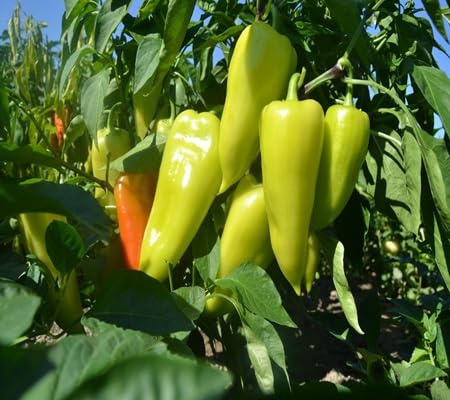 Guindilla Pepper vegetable seeds - Heirloom, Organic, Non Gmo Garden Seeds for kitchen garden planting
