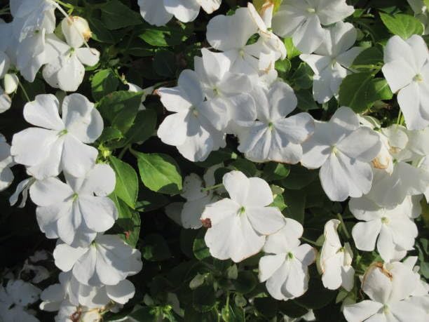 Impatiens Flower Seeds
