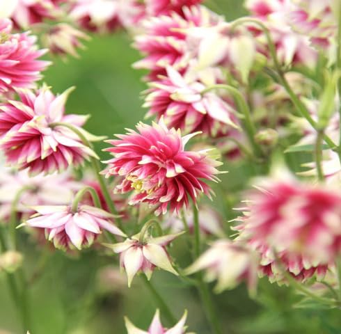 pink aquilegia flower seeds