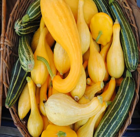 Mix Squash vegetable seeds - Heirloom, Organic, Non Gmo Garden Seeds for kitchen garden planting