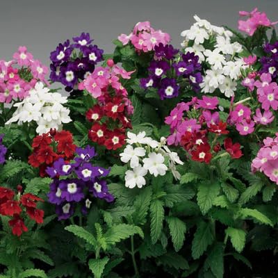Verbena Mixed Flower Seeds