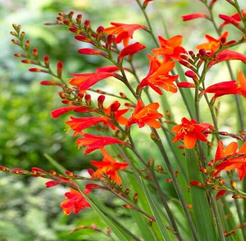 Red Crocosmia Flower Seeds