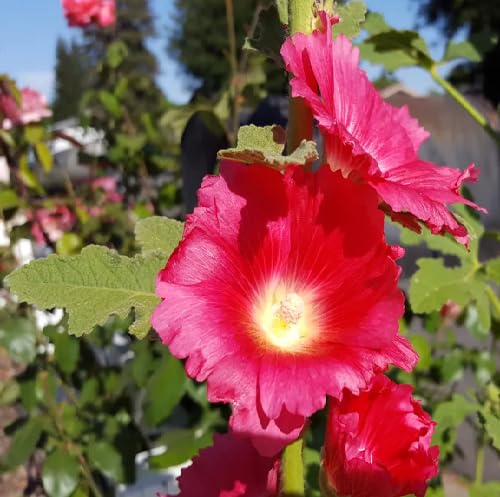 Red Perennial Hollyhock Flower Seeds