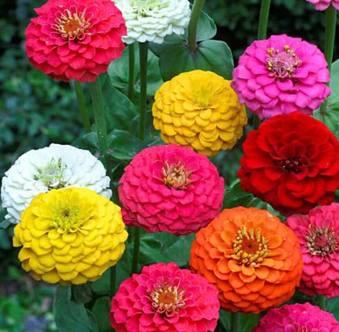 Mix Yarrow Flower Seeds