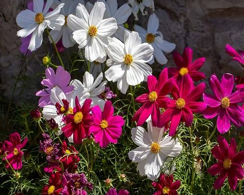 pink cosmos flower seeds