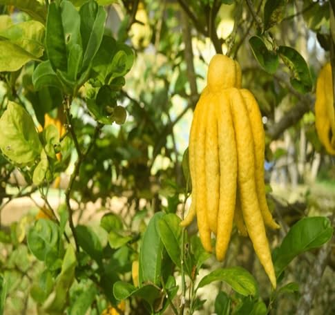sarcodactylis Flower Seeds