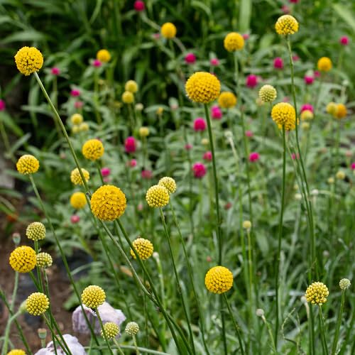 Yellow Billy Buttons Flower Seeds