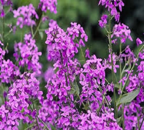 Hesperis matronalis Mixed Color Flower Seeds