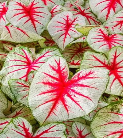 Caladium Flower Seeds