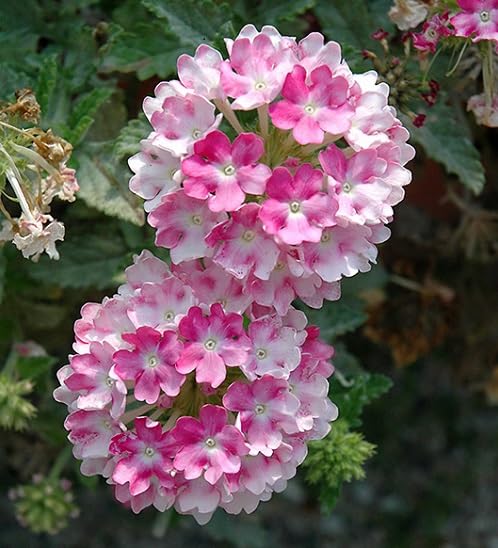 Pink White Verbena Flower Seeds
